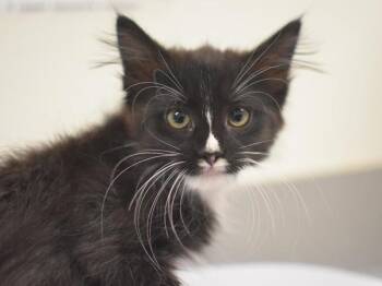 Lindsay -  Domestic Medium Hair Cat for Adoption in Portland, Oregon - Lindsay | PetCurious