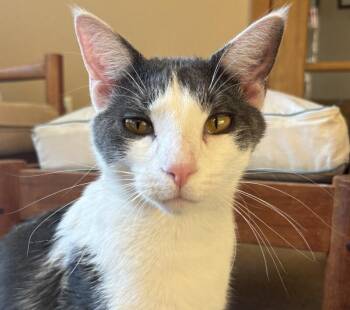 Domestic Short Hair Cats Available for Adoption in Fort Collins, Colorado - Butterbean | PetCurious