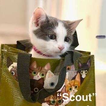 Scout -Burroughs Kitten 1 -  Domestic Short Hair Cat Available for Adoption in Westport, Connecticut - Scout -Burroughs Kitten 1 | PetCurious