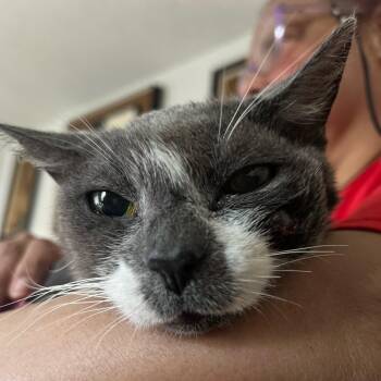 Rescue Domestic Short Hair Cats for Adoption in Orlando, Florida - Mama *Courtesy Post* | PetCurious