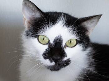 Frisco -  Domestic Short Hair Cat for Adoption in Republic, Washington - Frisco | PetCurious
