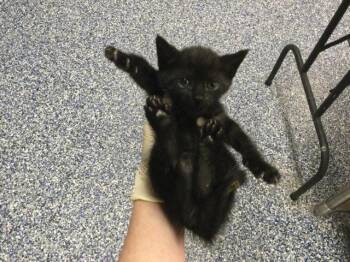 A1934283 -  Domestic Short Hair Cat for Adoption in Thousand Palms, California - A1934283 | PetCurious