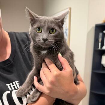 Gwen -  Domestic Short Hair Cat for Adoption in Midland, Texas - Gwen | PetCurious