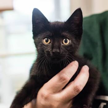 Fidget -  Domestic Short Hair Cat for Adoption in Houston, Texas - Fidget | PetCurious