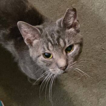 Rescue Domestic Short Hair Cats for Adoption in Abingdon, Maryland - 0425-175 Melman | PetCurious