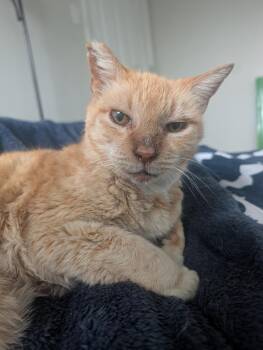 Tabby Cats Available for Adoption in Los Altos, California - Charlie - Senior Male | PetCurious