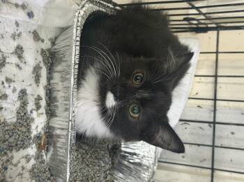 Simon -  Domestic Medium Hair Cat for Adoption in Houston, Texas - Simon | PetCurious