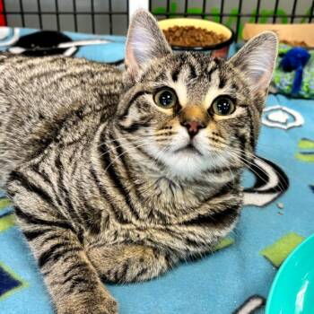 Domestic Short Hair Cats Available for Adoption in Des Moines, Iowa - Rihanna | PetCurious