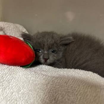 Mint -  Domestic Short Hair Cat Available for Adoption in Yuma, Arizona - Mint | PetCurious