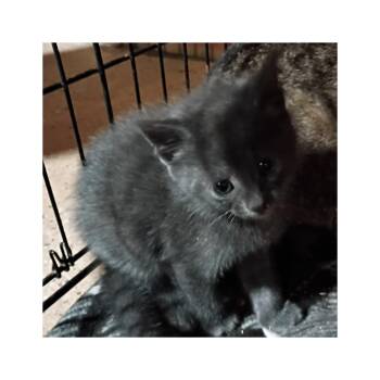 Liliac 1 (I) -  Domestic Short Hair Cat Available for Adoption in Liberty, New York - Liliac 1 (I) | PetCurious