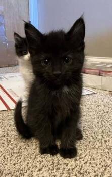 Domestic Short Hair Cats Available for Adoption - Mavis B. (black Butterfly Collar) | PetCurious