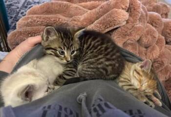 Tabby and Domestic Short Hair Cats Available for Adoption in Richardson, Texas - Tim | PetCurious