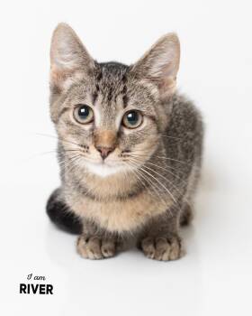 River -  Domestic Short Hair Cat for Adoption in Boone, Iowa - River | PetCurious