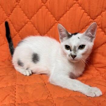 Papa -  Domestic Short Hair Cat for Adoption in Waterloo, Iowa - Papa | PetCurious
