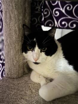 Domestic Short Hair Cats Available for Adoption - Tux | PetCurious