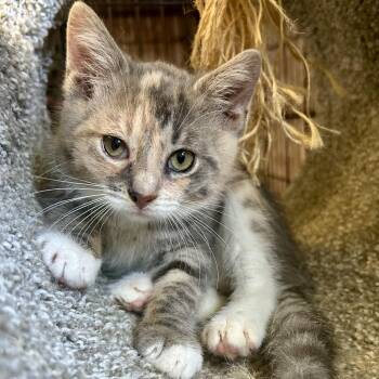 Lilo -  Domestic Short Hair Cat for Adoption in Bellmawr, New Jersey - Lilo | PetCurious