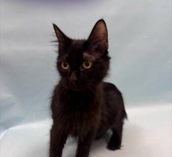 Aelys -  Domestic Medium Hair Cat for Adoption in Minneapolis, Minnesota - Aelys | PetCurious