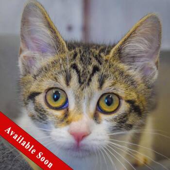 Tortilla -  Tabby and Domestic Short Hair Cat for Adoption in Huntley, Illinois - Tortilla | PetCurious