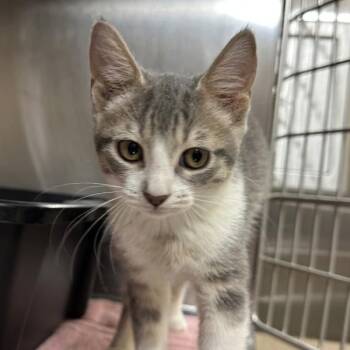 Cornucopia -  Domestic Short Hair Cat for Adoption in Walnut Creek, California - Cornucopia | PetCurious