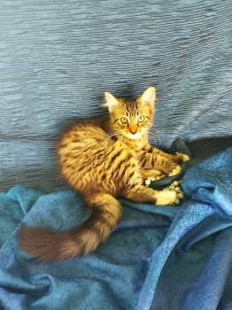Sparkie 698 -  Domestic Long Hair Cat for Adoption - Sparkie 698 | PetCurious