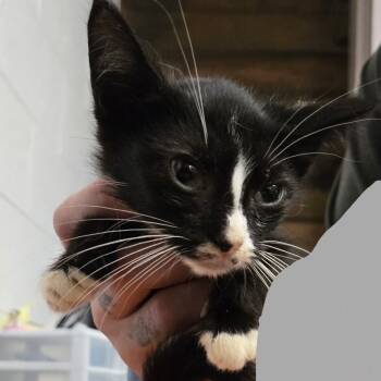 Rescue Domestic Short Hair Cats for Adoption in Evensville, Tennessee - Cat #3 | PetCurious