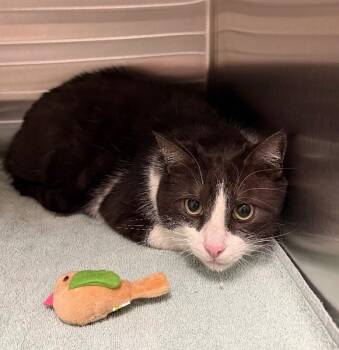 Domestic Short Hair Cats Available for Adoption in Yankton, South Dakota - Cinder | PetCurious