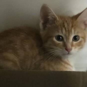 Friday -  Domestic Short Hair Cat for Adoption in Voorhees Township, New Jersey - Friday | PetCurious