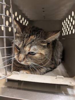 Fancy Free -  Domestic Short Hair Cat for Adoption in Cincinnati, Ohio - Fancy Free | PetCurious
