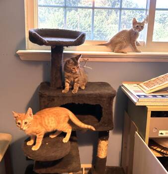 Fruity Beer Litter -  Domestic Short Hair Cat for Adoption in Fairfax, Virginia - Fruity Beer Litter | PetCurious