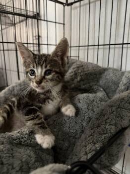American Shorthair Cats Available for Adoption in Paulina, Louisiana - Pancake | PetCurious