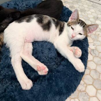 Shortbread -  Domestic Short Hair Cat for Adoption in Los Angeles, California - Shortbread | PetCurious