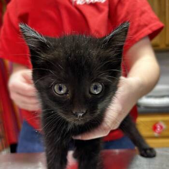Domestic Short Hair Cats Available for Adoption in Leander, Texas - Raven | PetCurious