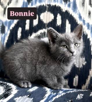Bonnie -  Russian Blue and Domestic Short Hair Cat for Adoption in Crown Point, Indiana - Bonnie | PetCurious