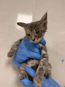 LILY -  Domestic Short Hair Cat for Adoption in Ontario, California - LILY | PetCurious