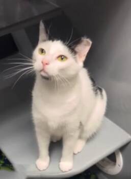 Lesandra -  Domestic Short Hair Cat for Adoption in Cumming, Georgia - Lesandra | PetCurious