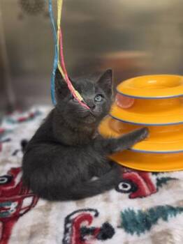 Planet -  Domestic Short Hair Cat for Adoption in Westland, Michigan - Planet | PetCurious