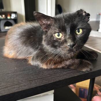 Domestic Short Hair Cats Available for Adoption in Pearland, Texas - Wizard | PetCurious