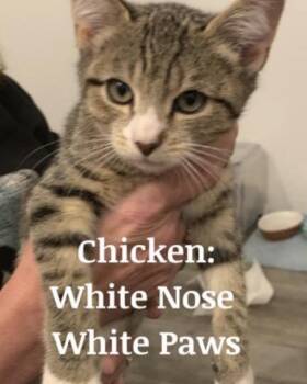 Domestic Short Hair Cats Available for Adoption in Hazlet, New Jersey - Chicken | PetCurious