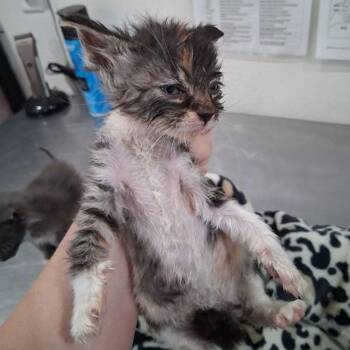 Winnie -  Domestic Short Hair Cat for Adoption in Lake Havasu City, Arizona - Winnie | PetCurious