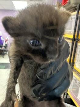 61362515 -  Domestic Short Hair Cat for Adoption in El Paso, Texas - 61362515 | PetCurious
