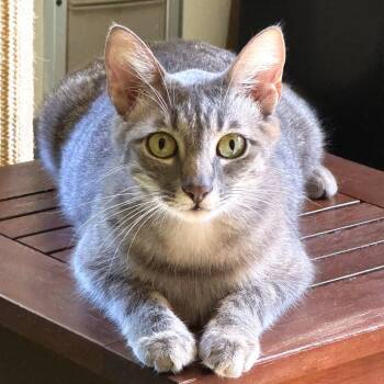 Lavendar -  Domestic Short Hair Cat for Adoption in Belfair, Washington - Lavendar | PetCurious