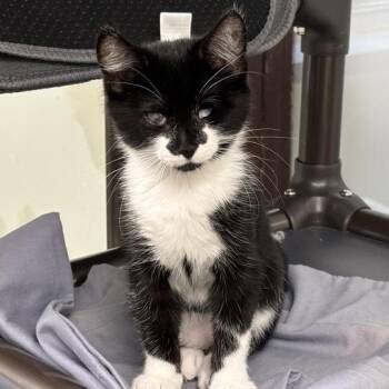 Toad -  Domestic Short Hair Cat for Adoption in Davenport, Iowa - Toad | PetCurious