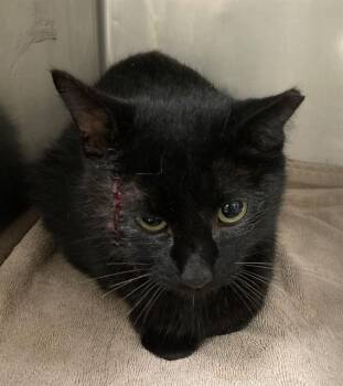 SCAR -  Domestic Short Hair Cat for Adoption in St. Peters, Missouri - SCAR | PetCurious