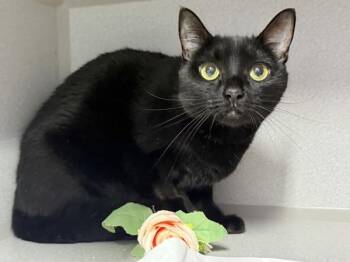 Bebe -  Domestic Short Hair Cat for Adoption in New York, New York - Bebe | PetCurious