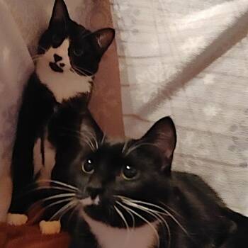 Domestic Short Hair Cats Available for Adoption - Xander | PetCurious