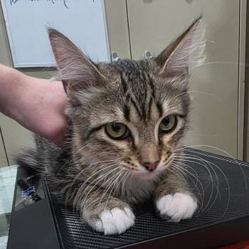 Albie -  Domestic Medium Hair and Domestic Short Hair Cat for Adoption in TIMBERCRK CYN, Texas - Albie | PetCurious