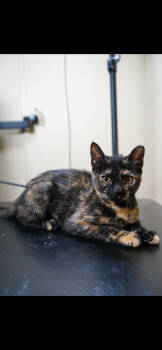 Rescue Domestic Short Hair Cats for Adoption in Camden, South Carolina - Twin (Available For Pre-adoption) | PetCurious