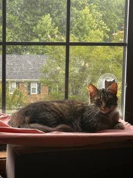 Ambrosia -  Domestic Medium Hair and Tabby Cat for Adoption in Buford, Georgia - Ambrosia | PetCurious