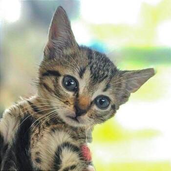 Toothpick -  Domestic Short Hair Cat for Adoption in Chapel Hill, North Carolina - Toothpick | PetCurious