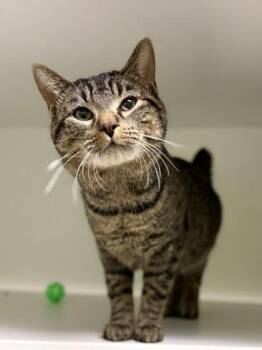 Domestic Short Hair Cats Available for Adoption - Kronk | PetCurious